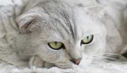 中秋想家，男子醉后打110诉苦：60多岁的我没家了