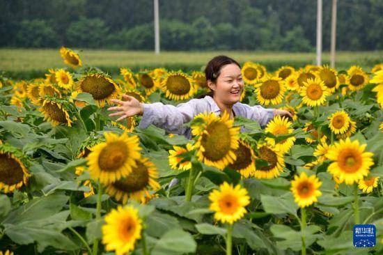 向日葵花开引游人