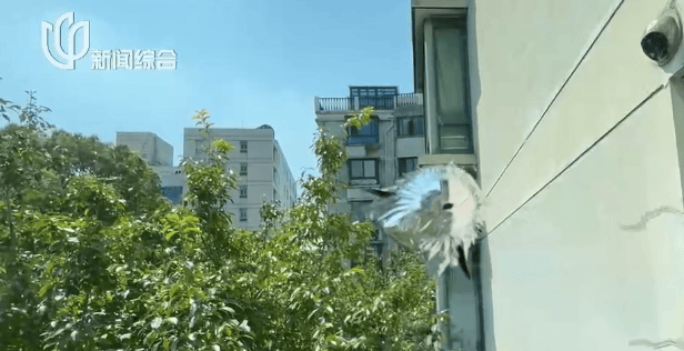 叶某(60岁)已被刑拘！监控曝光…网友怒斥如此行径太恶劣