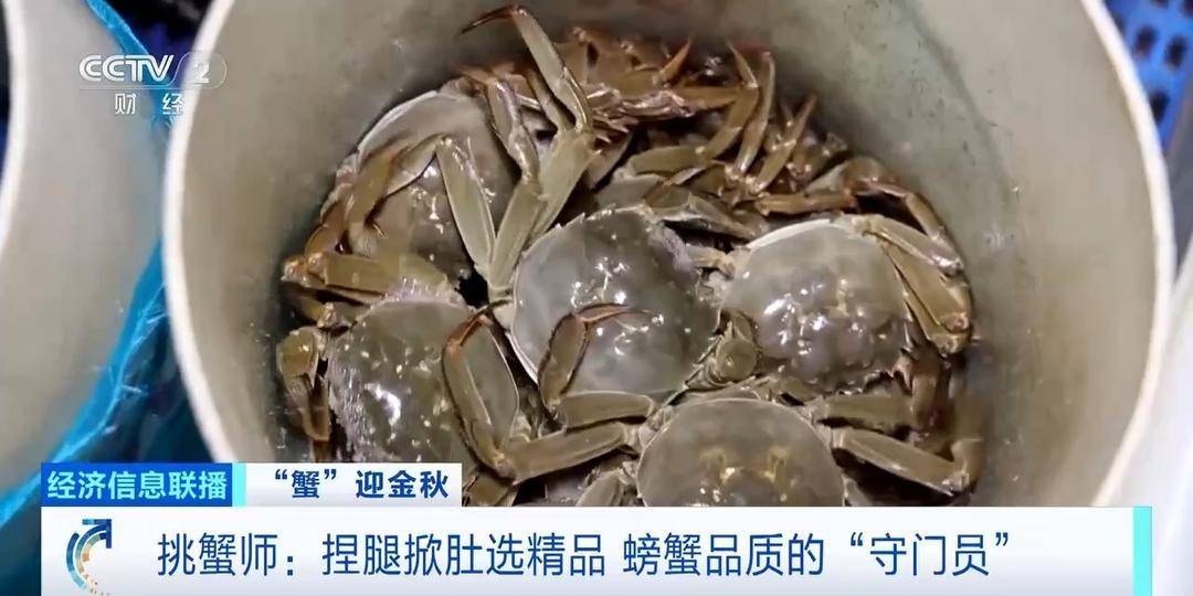 平均月收入约2万元!30年工作经验“金牌挑蟹师”如何选螃蟹?