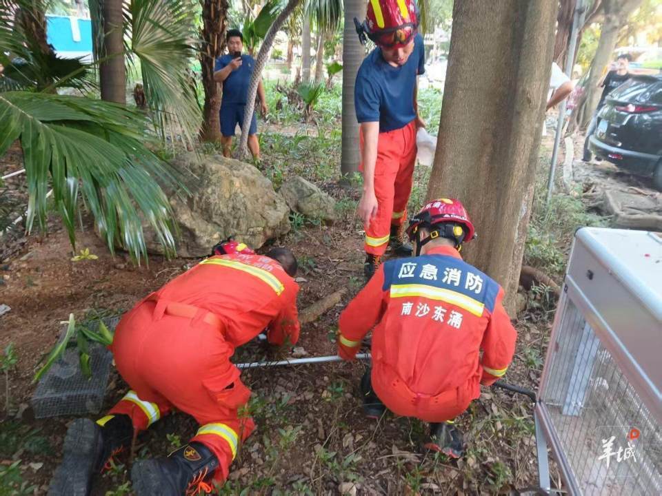 广州一小区蛇患频发：已抓超60条但未探测到蛇窝位置，多方介入