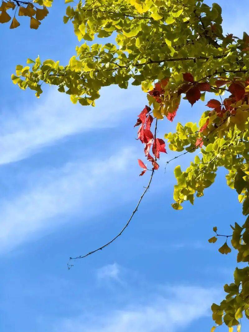 本周气温虽有起伏,但整体寒意持续加码