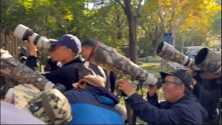 百年罕见!首次在上海被目击,有人专门从北京“打飞的”赶来