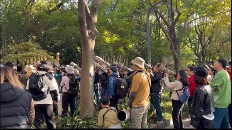 百年罕见!首次在上海被目击,有人专门从北京“打飞的”赶来